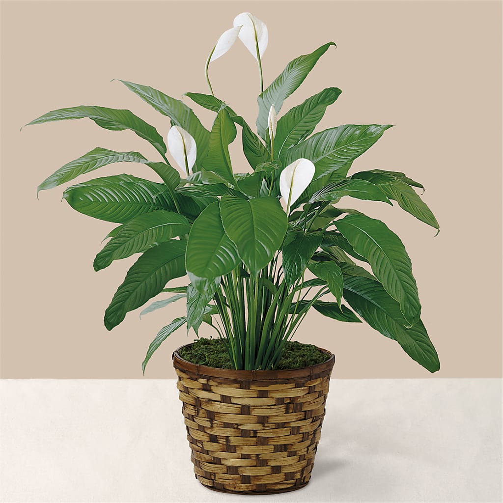 patricia peace lily Tranquil Moments Peace Lily Plant